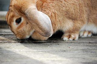 Illustration for article titled Shooting Challenge Pets Gallery 6